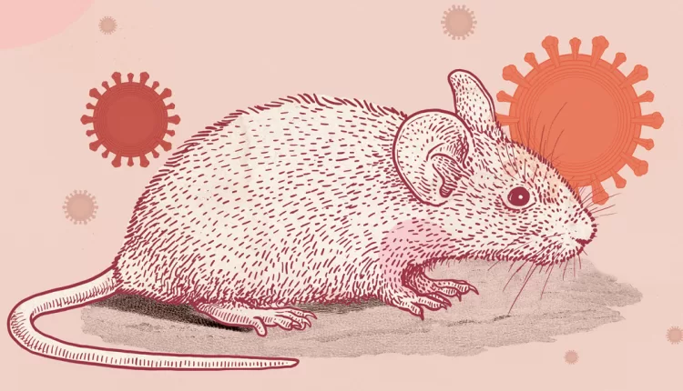 COVID-19 Found in New York Rats